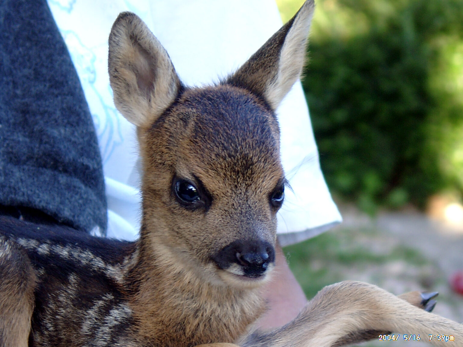 Tier in der Tierstation Arche